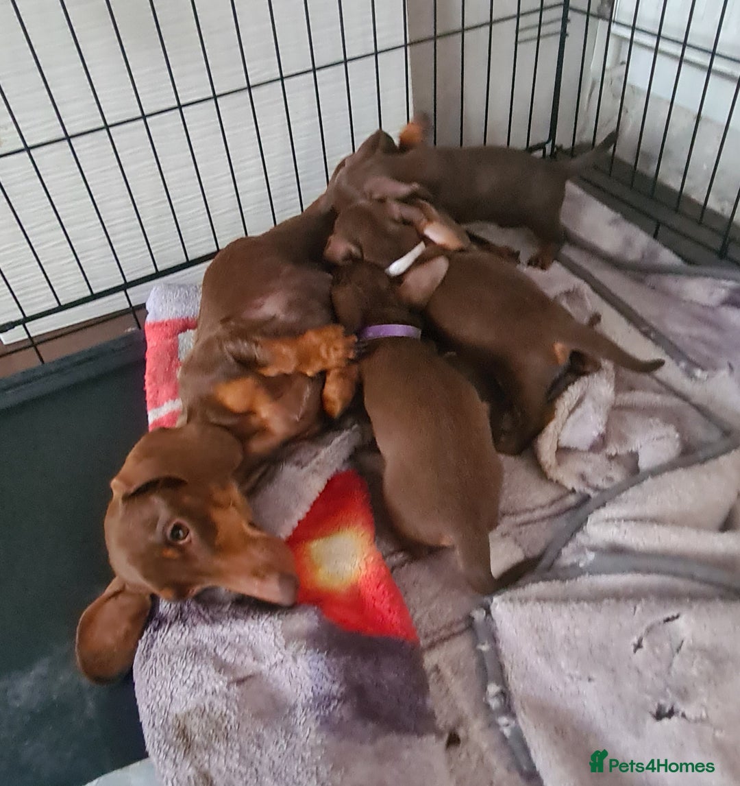 Miniature Dachshund dogs for sale: KC registered miniature dachshunds  - Image 5