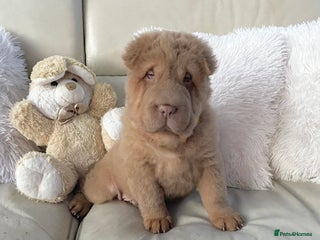 Shar Pei dogs ⭐️ Bear coat Shar Pei puppies For Sale ⭐️ - Advert 19
