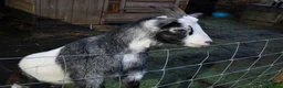 Goats livestock for sale: 2 pygmy weather looking for new home - Advert 3