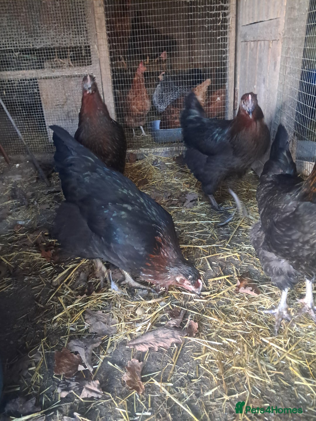 Chickens poultry for sale: POINT OF LAY PULLETS AVAILABLE  - Advert 4