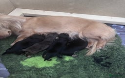 Miniature Dachshund dogs for stud: Silver dapple long haired mini dachshund for stud in Whitehaven - Image 7