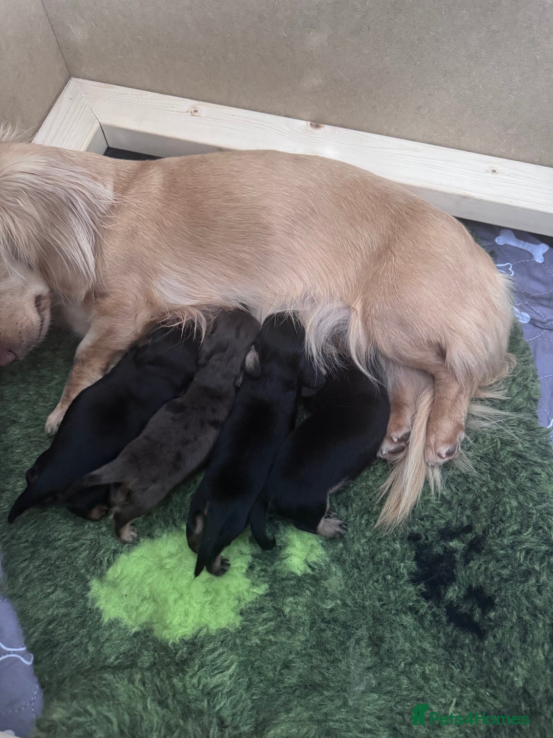 Miniature Dachshund dogs for stud: Silver dapple long haired mini dachshund for stud in Whitehaven - Image 7