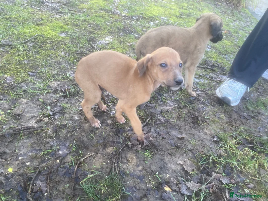 Mixed Breed dogs for sale: Saluki x greyhound  - Advert 3