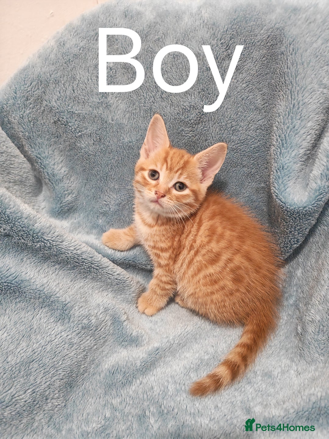 Mixed Breed cats for sale: Beautiful kittens VIDEOS - Advert 1