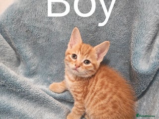 Mixed Breed cats Beautiful kittens VIDEOS - Advert 1