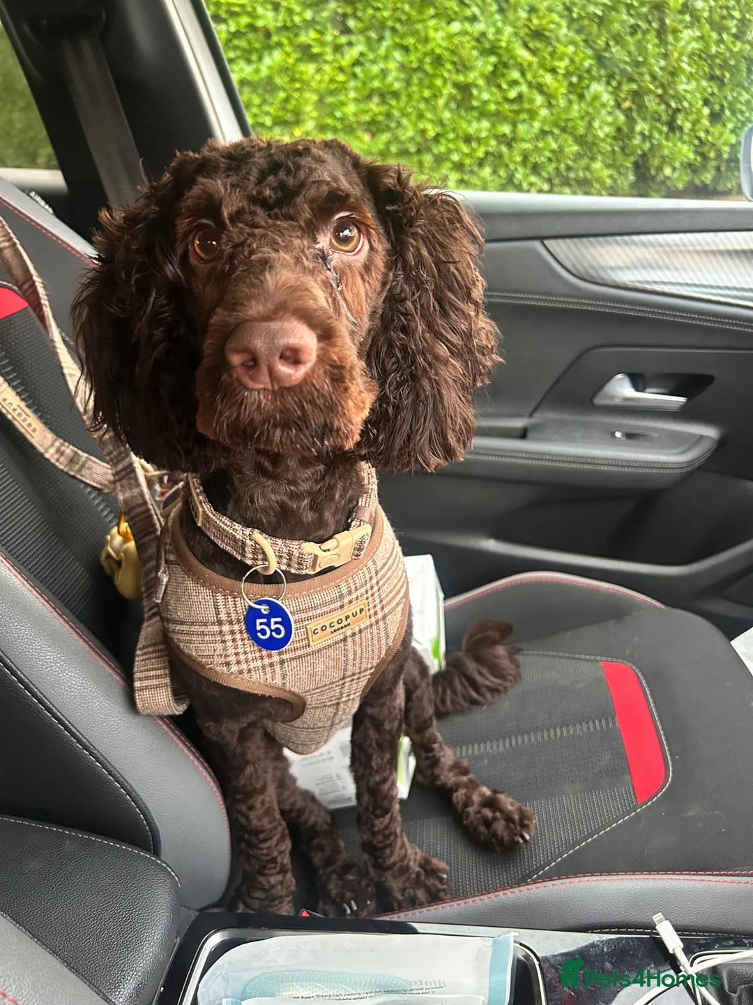 Cockapoo dogs for sale: 10 month old male cockapoo in Blyth - Advert 3