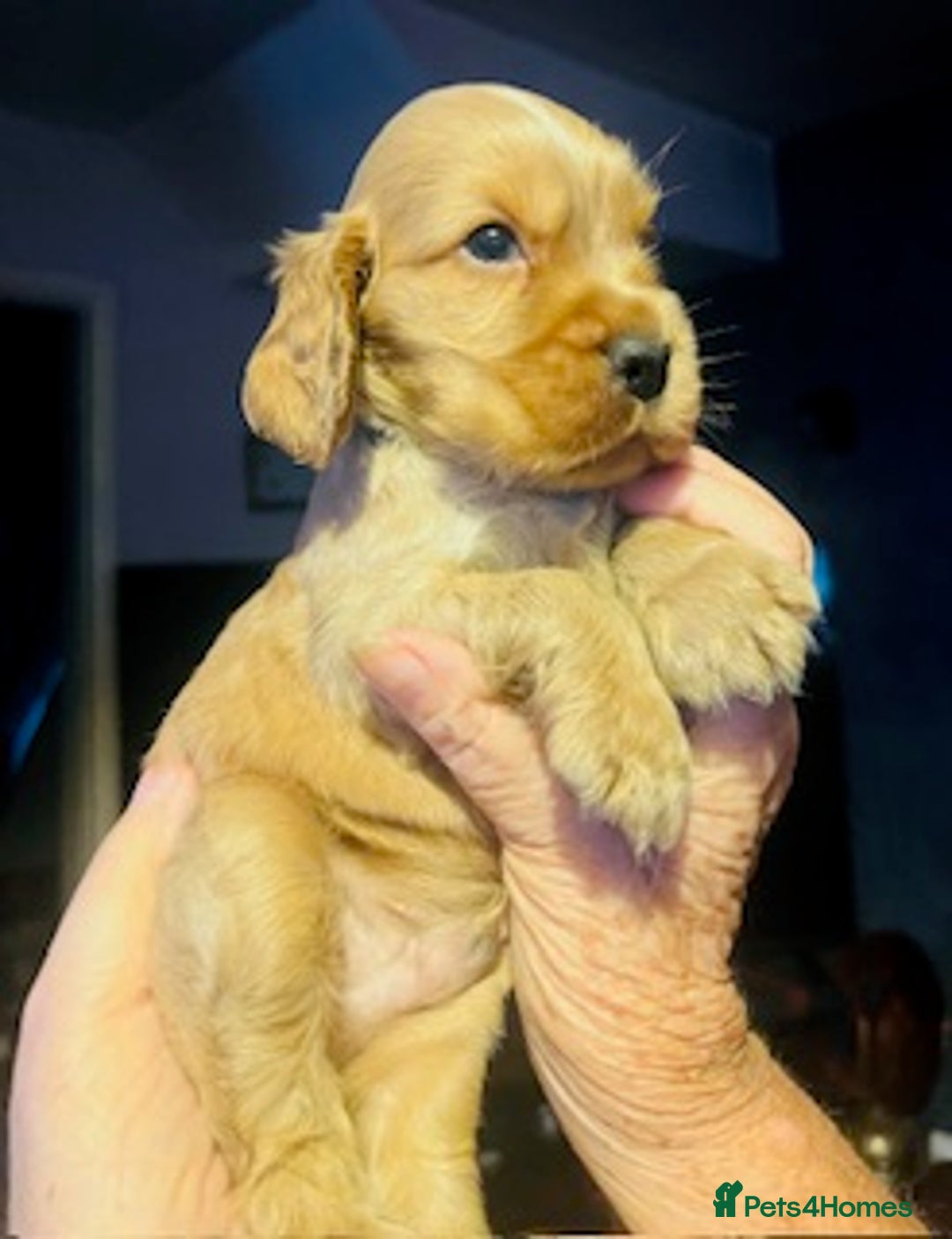 Cocker Spaniel dogs for sale: lyncham cocker spaniels - Image 8