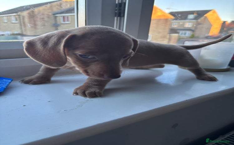 Miniature Dachshund dogs - Advert 16
