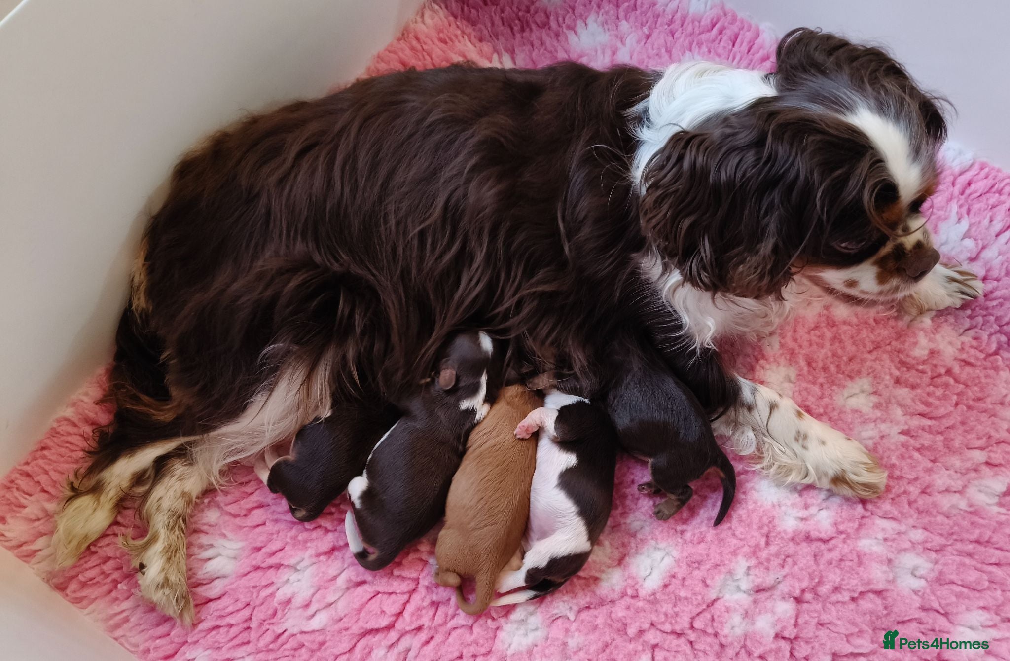 Cavalier King Charles Spaniel dogs 🤎 RKC registered Chocolate Cavaliers 🤎 - Advert 1