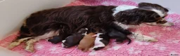 Cavalier King Charles Spaniel dogs for sale: 🤎 RKC registered Chocolate Cavaliers 🤎 - Advert 1