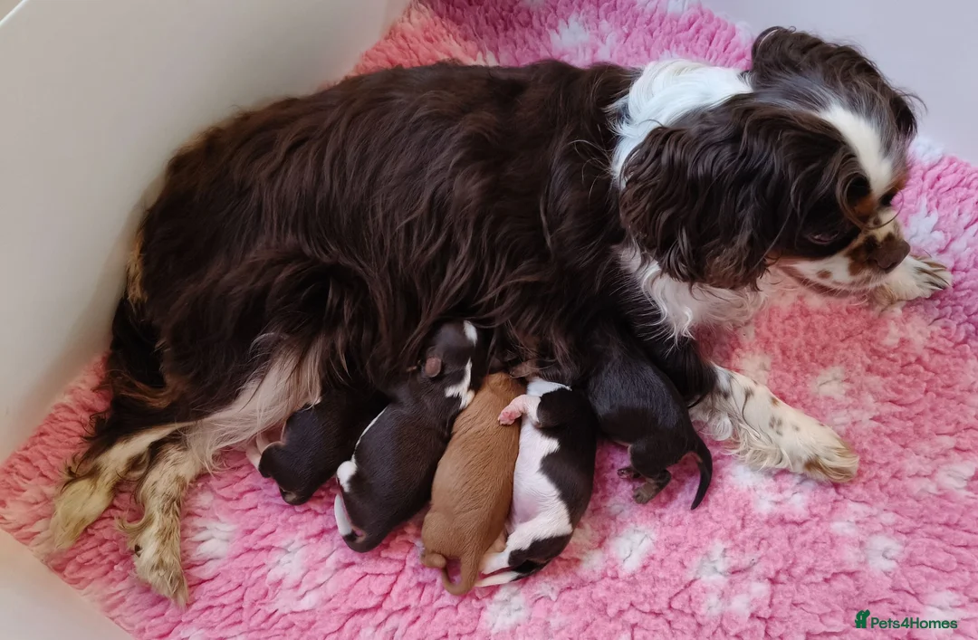 Cavalier King Charles Spaniel dogs for sale: 🤎 RKC registered Chocolate Cavaliers 🤎 - Advert 1