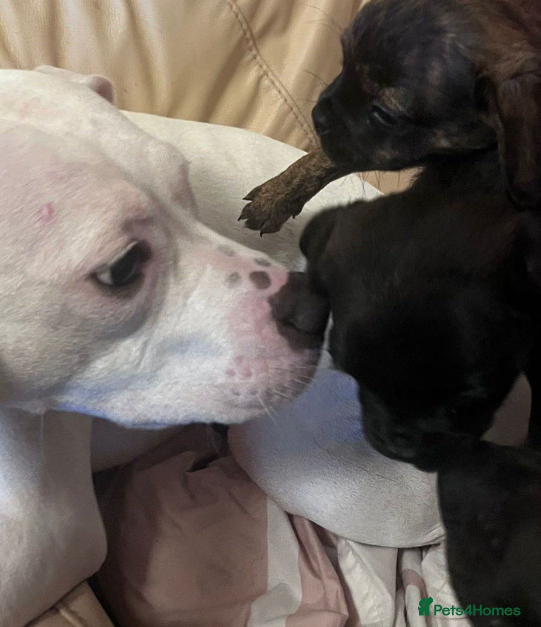 Mixed Breed dogs for sale: Staffy cross puppy  - Advert 2