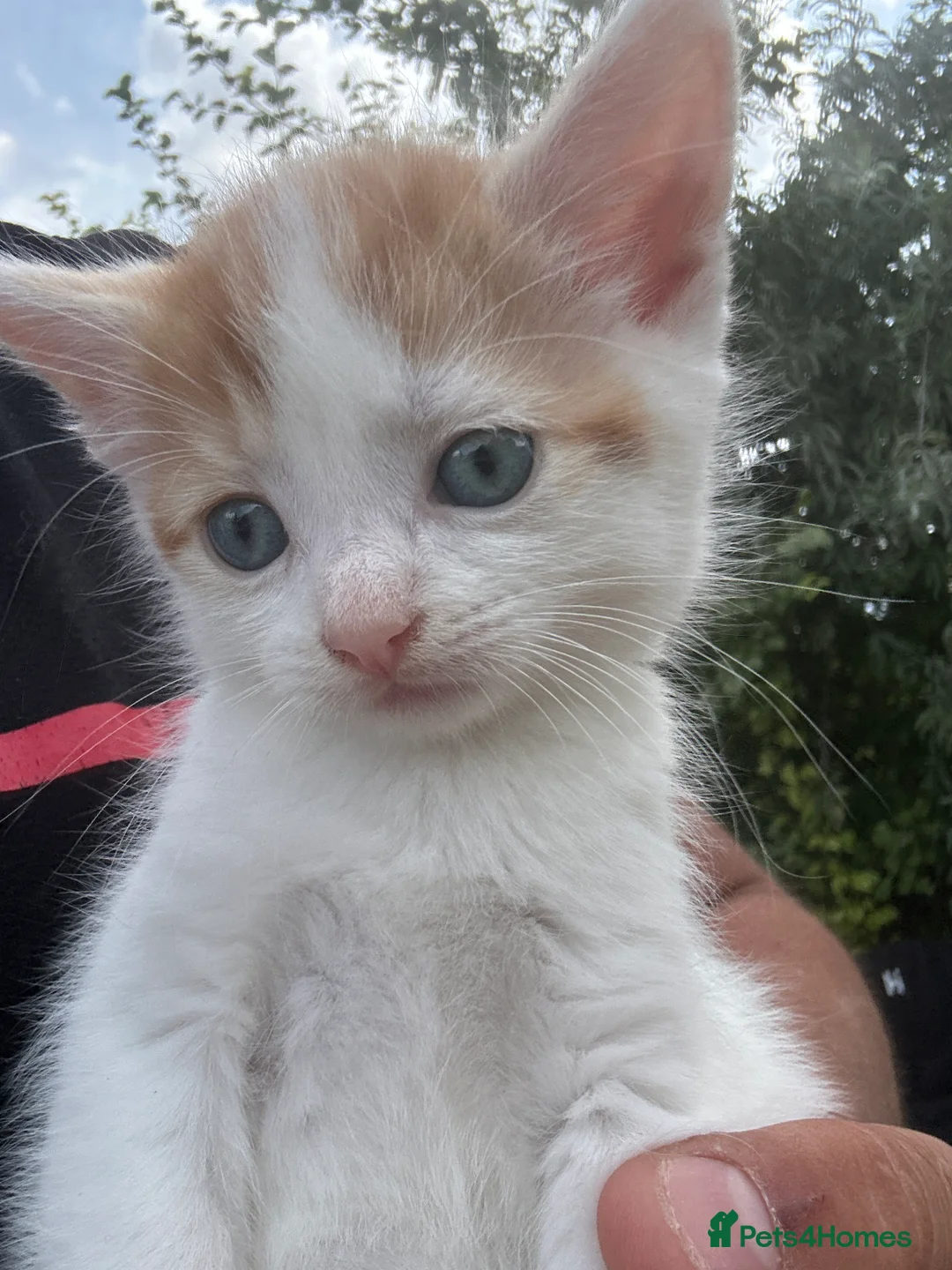 Mixed Breed cats for sale: 5 gorgeous kittens for sale  - Advert 2