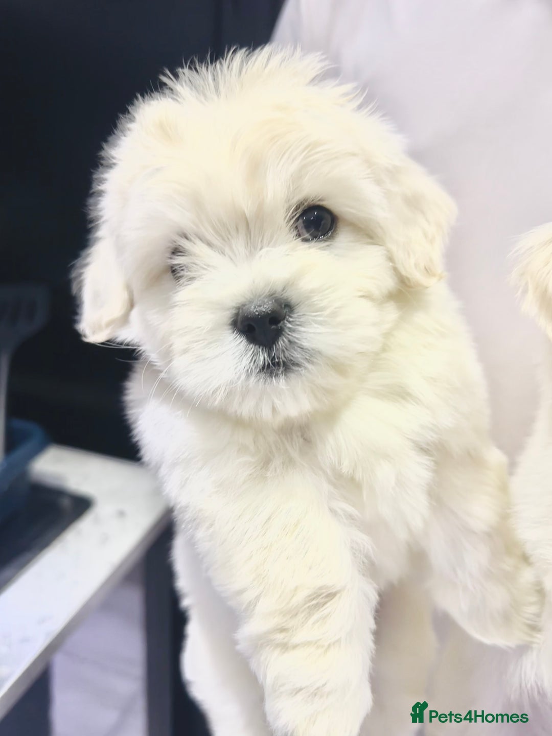Maltese dogs for sale: Maltese puppies  - Advert 6