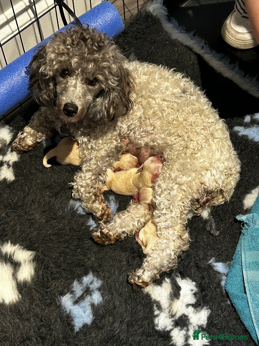 Maltipoo dogs for sale: Beautiful F1 Maltipoo female  - Image 4