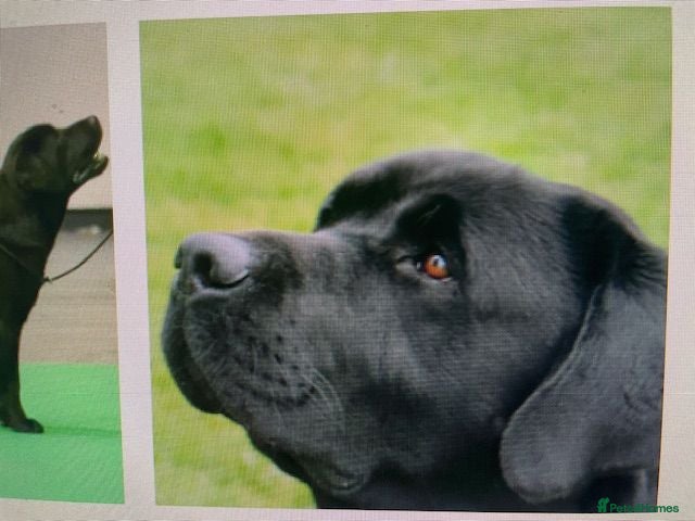 Labrador Retriever dogs 2 CHUNKY SHOW LABRADOR PUPPY BOYS AVAILABLE - Advert 2