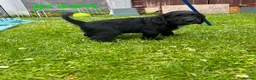 Sprocker dogs for sale: Sprocker Puppies READY NOW ✨️ - Advert 23