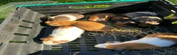 Guinea Pig rodents for sale: Guinea pig in Willenhall - Advert 8