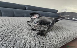 French Bulldog dogs for sale: Black Frenchie  French Bulldog puppy  - Image 2