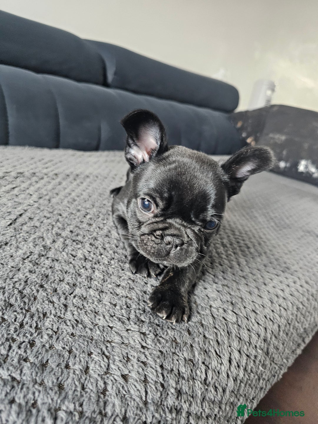 French Bulldog dogs for sale: Black Frenchie  French Bulldog puppy  - Image 2