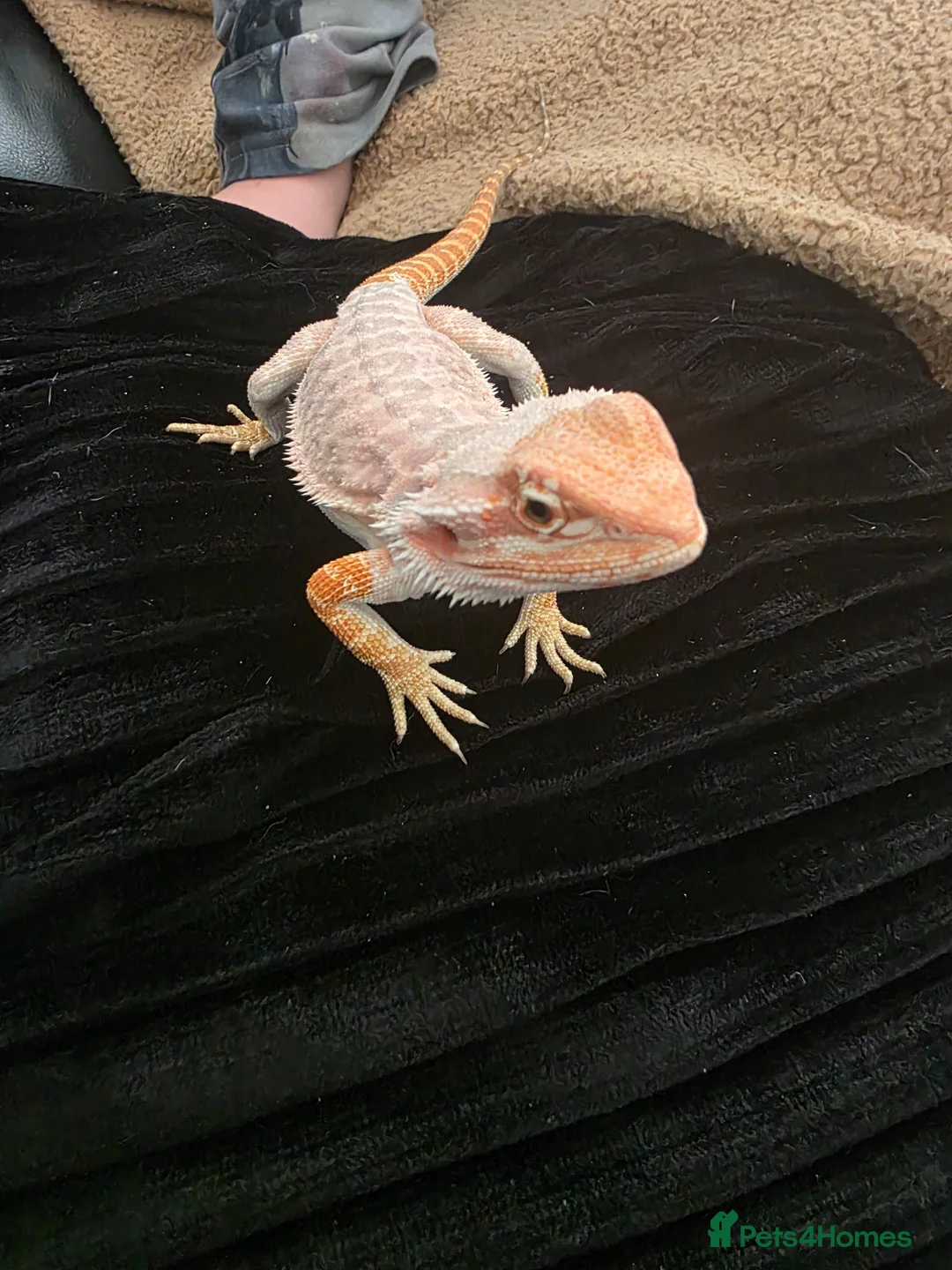 Bearded Dragon reptiles for sale: Beautiful male bearded dragon  - Advert 5