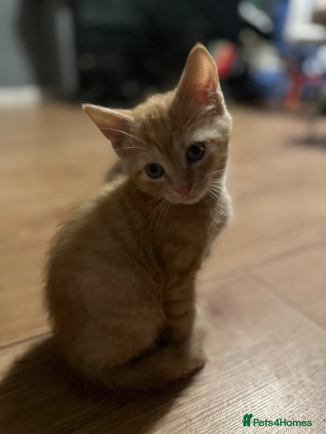 Mixed Breed cats for sale: Sphynx mixed breed kittens - Advert 2