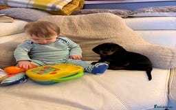 Dachshund dogs for sale: Gorgeous smooth hair black and tan dachshund girl  - Advert 5