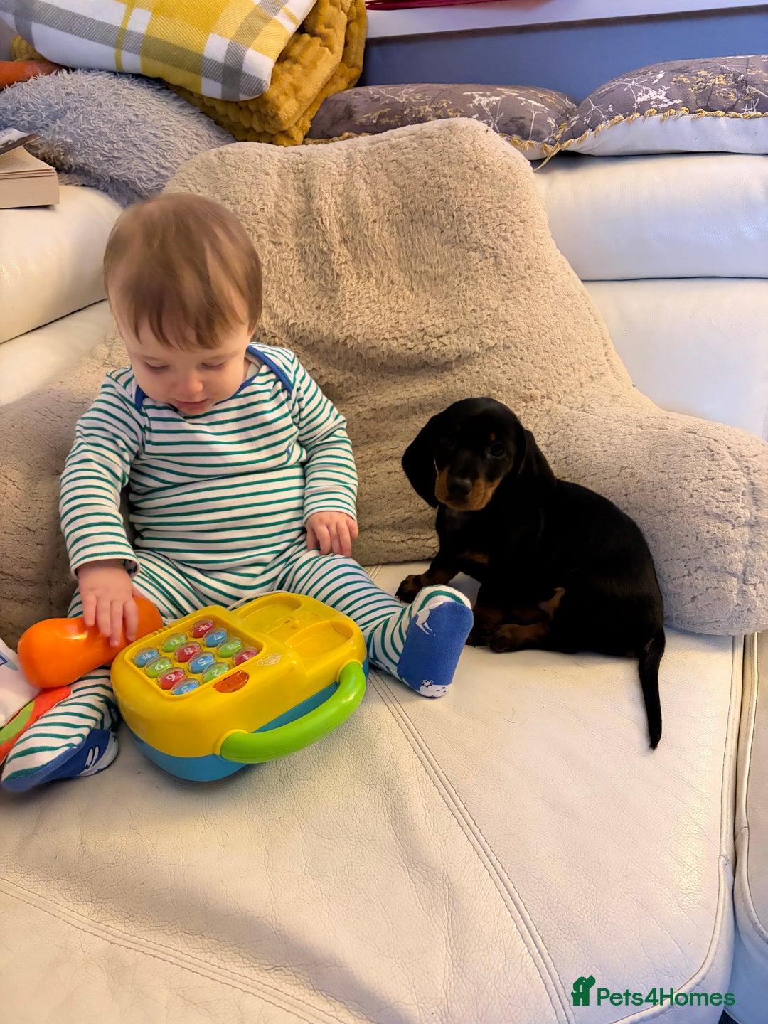 Dachshund dogs for sale: Gorgeous smooth hair black and tan dachshund girl  - Advert 5