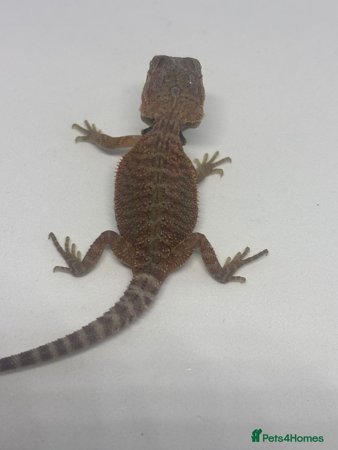 Bearded Dragon reptiles for sale: Baby beardies - Image 19