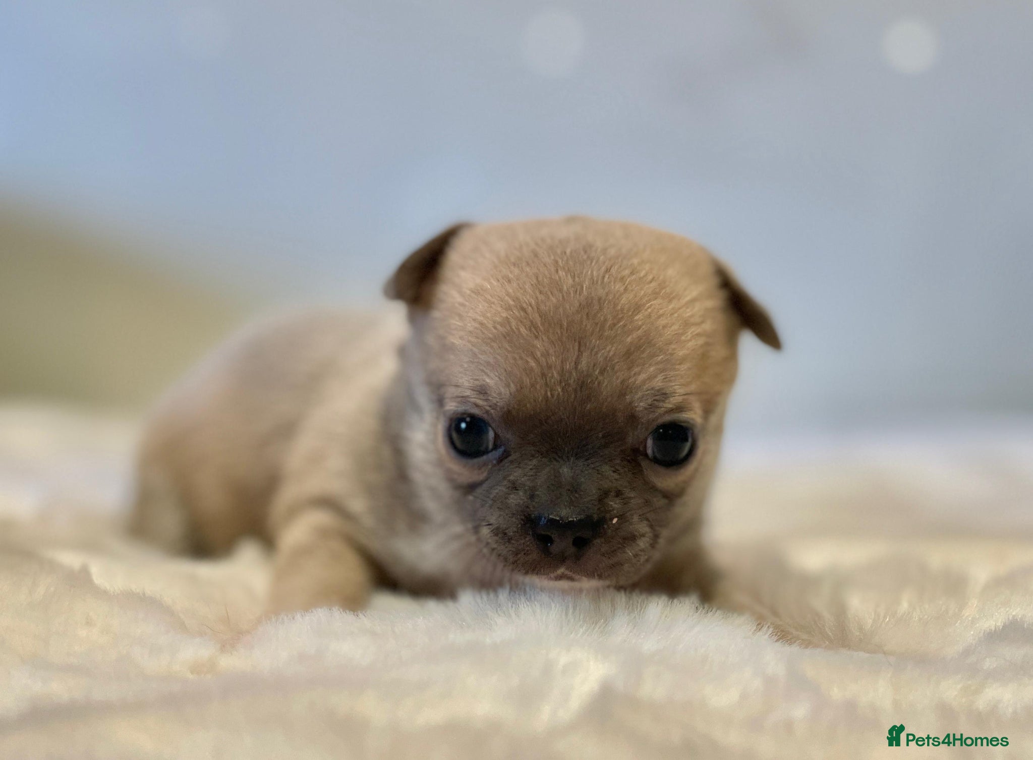 Chihuahua dogs Bramerita show champion line Chihuahua  1 boy left - Advert 1