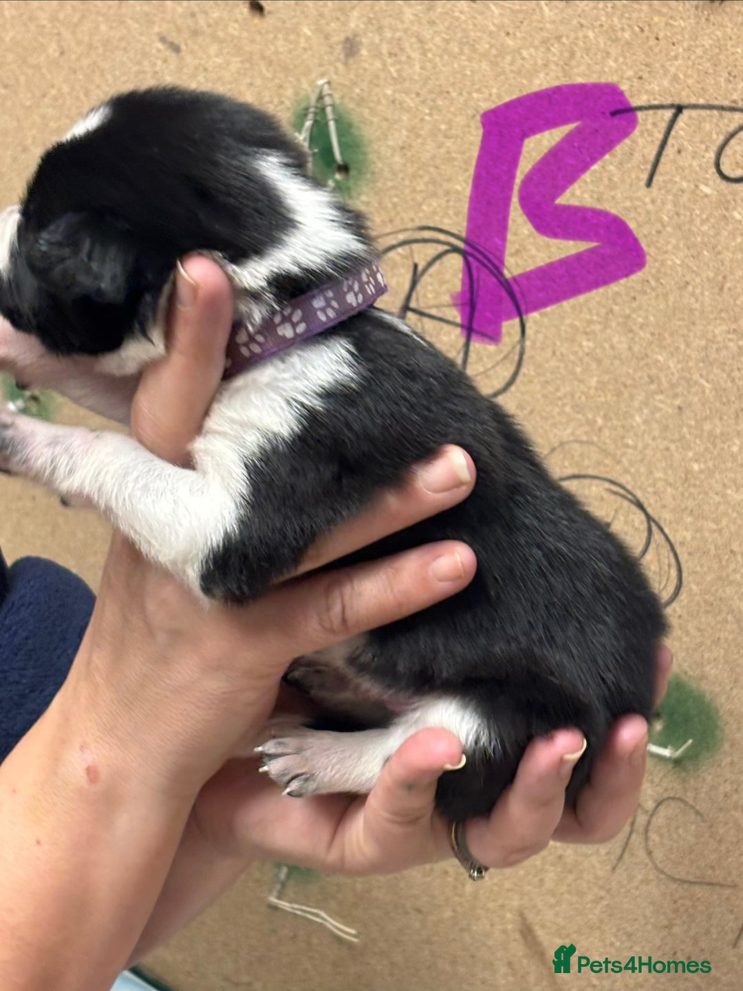 Border Collie dogs for sale: Border collie puppies - Advert 8