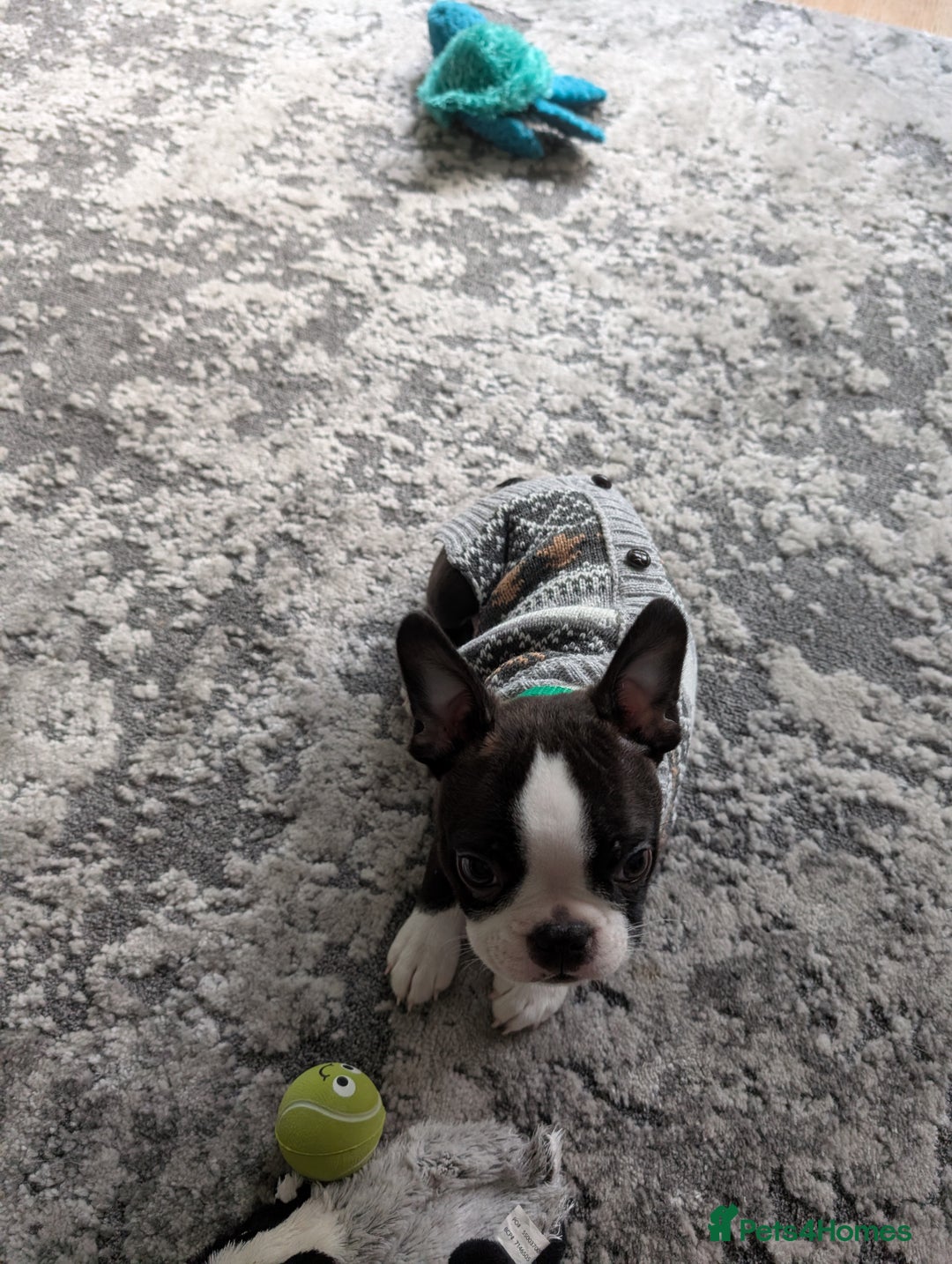 Boston Terrier dogs for sale: SOLD** - Advert 16