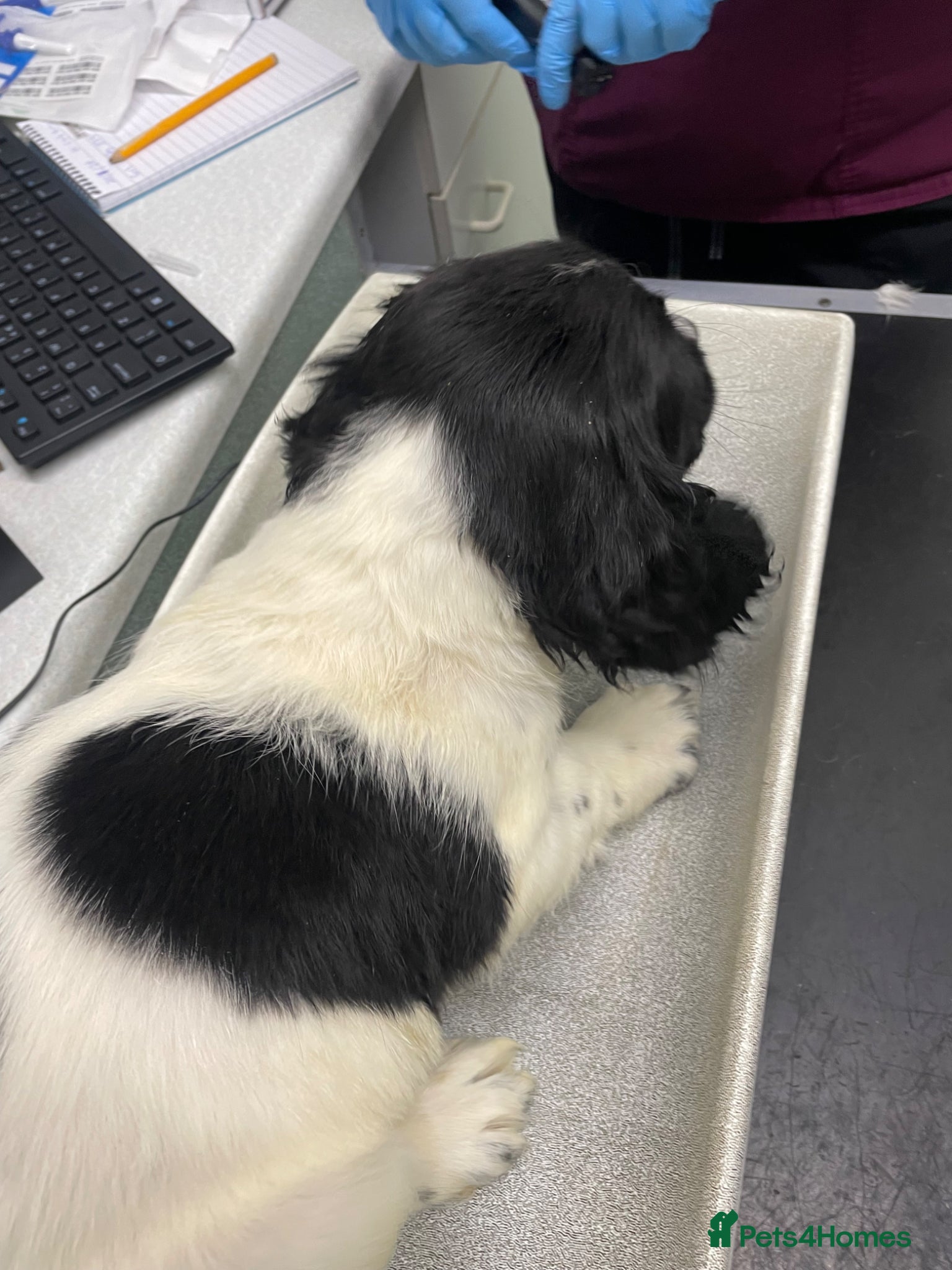 English Springer Spaniel dogs English springer spaniel puppies  - Advert 1