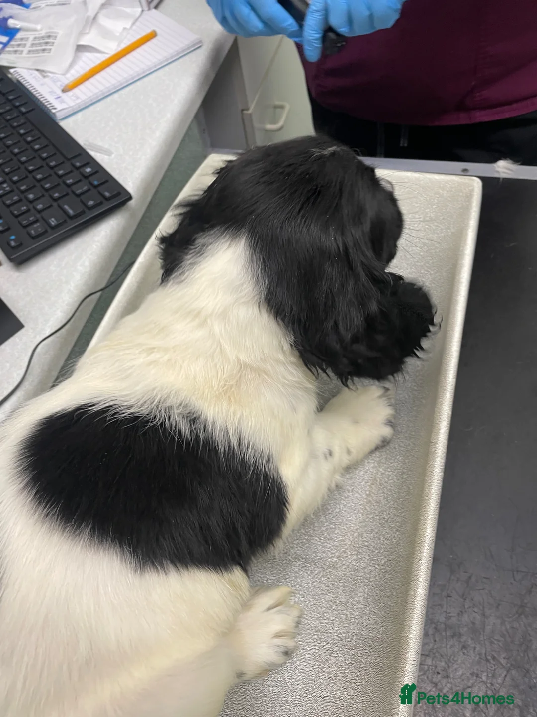 English Springer Spaniel dogs for sale: English springer spaniel puppies  - Advert 1