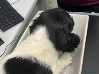 English Springer Spaniel dogs English springer spaniel puppies - Advert 5