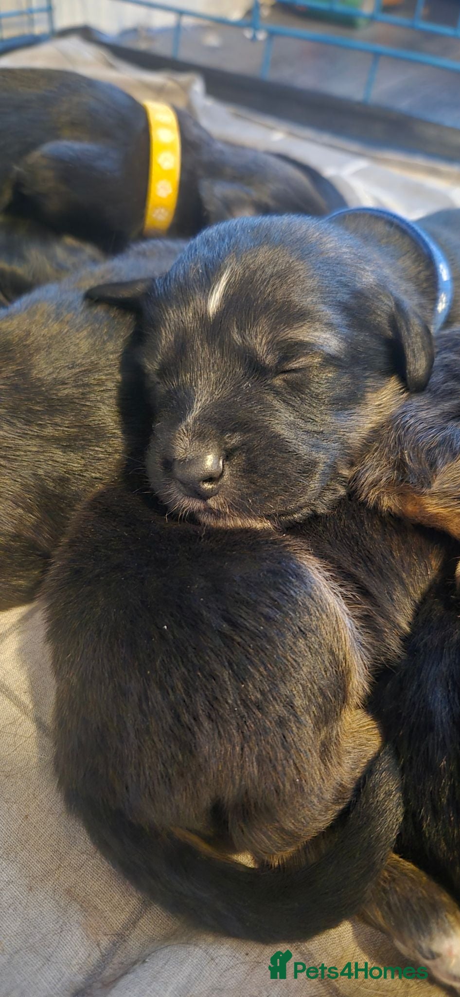 Sprocker dogs Beautiful sprocker puppies  - Advert 2