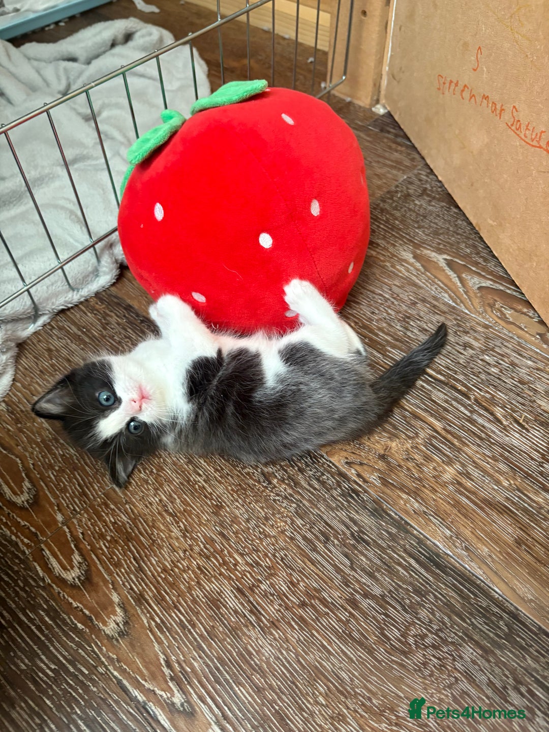 British Shorthair cats for sale: 1 boy and 1 girl - Advert 5