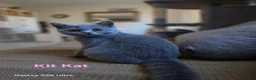 British Shorthair cats for sale: Beautiful GCCF BSH Kittens – Loving Forever Homes - Advert 4