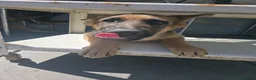 German Shepherd dogs for sale: German Shepherd in Kettering - Advert 4