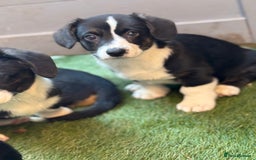 Welsh Corgi Cardigan dogs for sale: Welsh Cardigan Corgis Puppies - Image 14