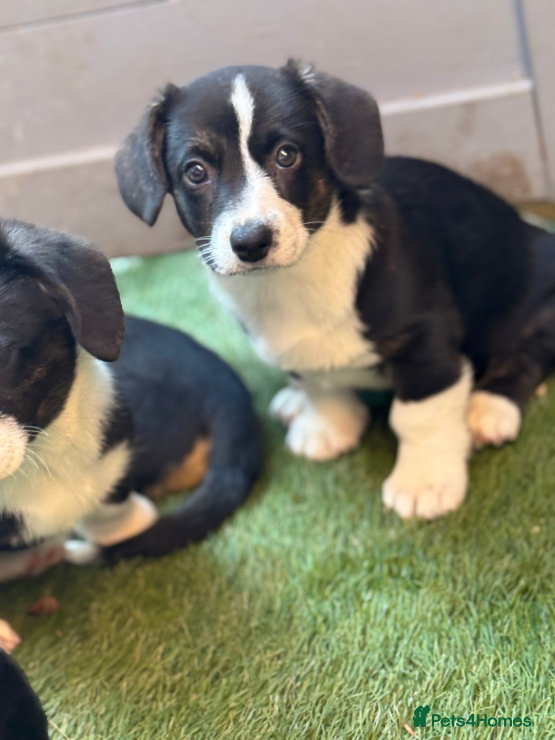 Welsh Corgi Cardigan dogs for sale: Welsh Cardigan Corgis Puppies - Image 14