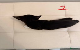 British Longhair cats for sale: 4 Beautiful Kittens  - Image 5