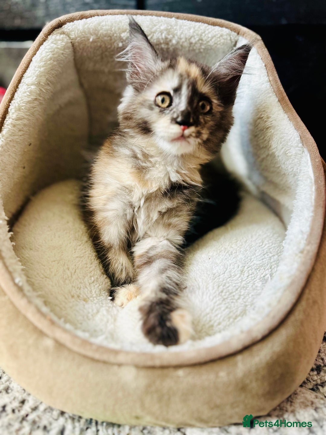 Maine Coon cats for sale: Mainecoon kittens  - Image 10
