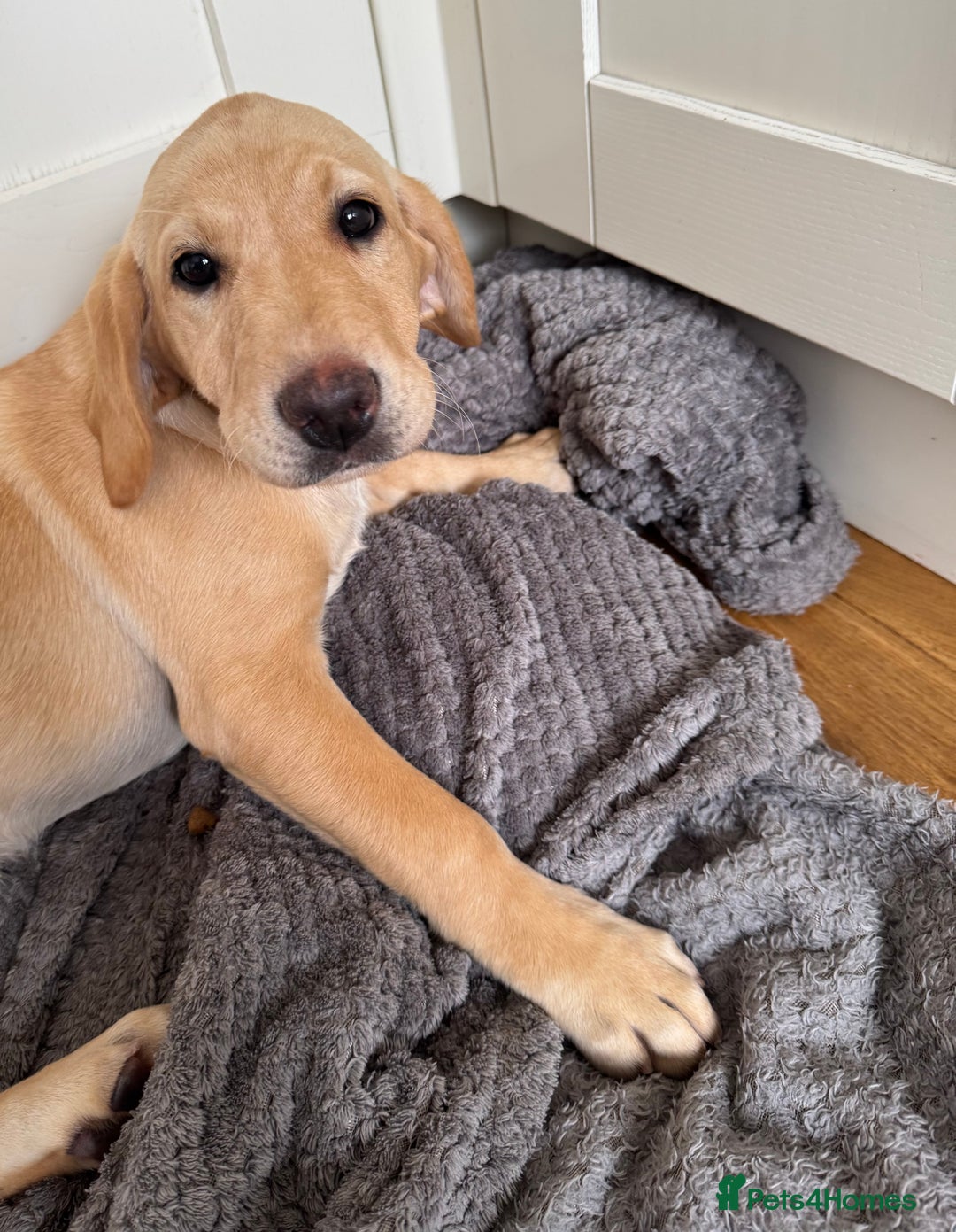 Labrador Retriever dogs for sale:  Unique Labrador ready for new home - Image 2