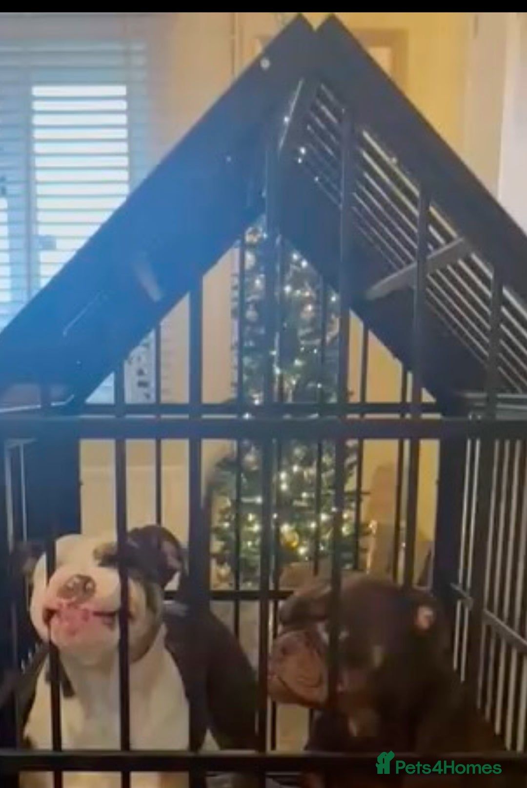 Olde English Bulldogge dogs for sale: Loving oldEngland Bulldog Lookingfor a 4eva Home  - Advert 5