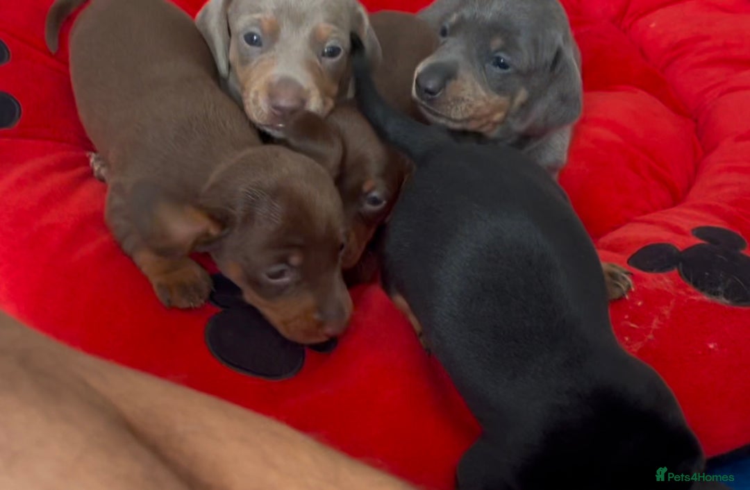 Dachshund dogs for sale: 5 beautiful miniature Dachshund puppies - Image 8