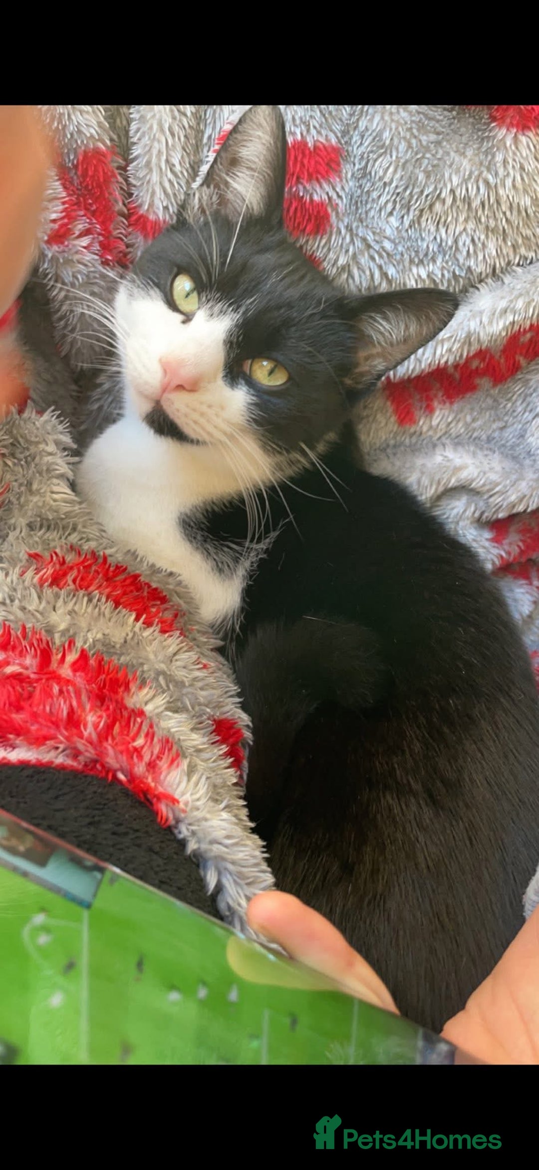 Domestic Shorthair cats for sale: Female and male cat - Image 3