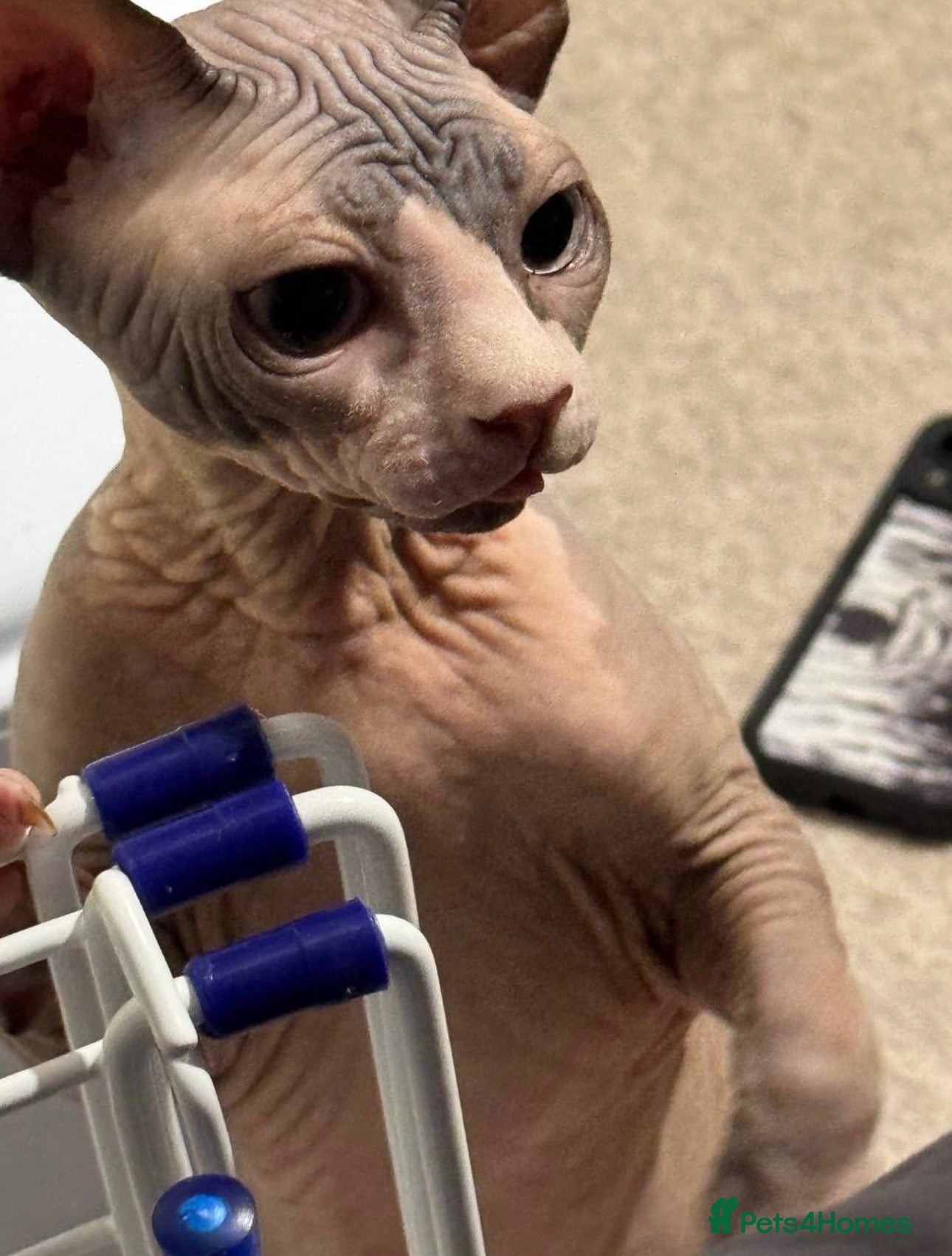 Sphynx cats for sale: Beautiful Sphynx Boy  - Advert 1