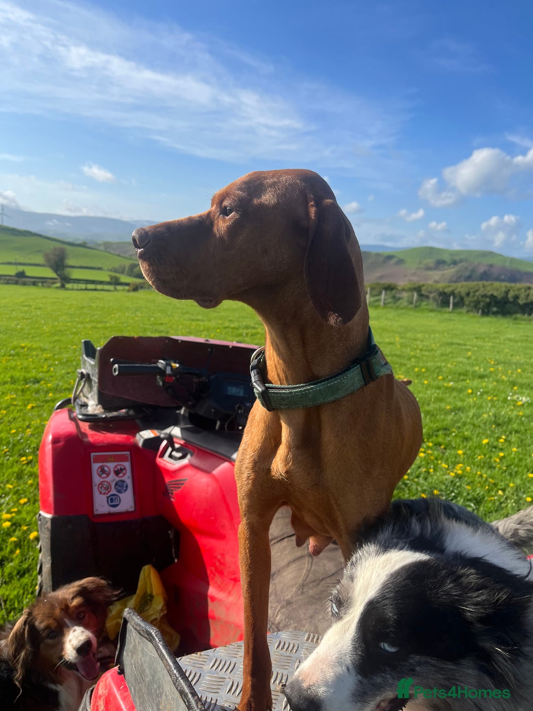 Hungarian Vizsla dogs for sale: Looking at rehoming my Beautiful Gwen - Image 3