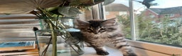Maine Coon cats for sale: Tiny Tigers, Maine Coon Kittens for Sale - Advert 9